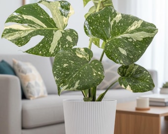 Könnte beinhalten: Eine panaschierte Monstera-Pflanze in einem weißen, geriffelten Topf. Die großen, grünen Blätter weisen weiße und cremefarbene Markierungen auf. Im Hintergrund sind ein graues Sofa und ein Holztisch zu sehen.