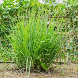 May include: A vibrant, close-up shot of a lemongrass plant. The plant features long, slender, bright green leaves, with a few leaves drooping towards the ground. The plant is set against a backdrop of a wooden fence and lush green foliage.