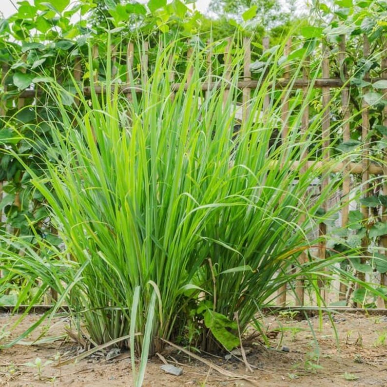 May include: A vibrant, close-up shot of a lemongrass plant. The plant features long, slender, bright green leaves, with a few leaves drooping towards the ground. The plant is set against a backdrop of a wooden fence and lush green foliage.