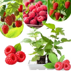 May include: A collage of images showcasing fresh red raspberries. Some images show the berries on the vine, others in a basket, and some close-ups of the fruit. The raspberries are a vibrant red color, with green leaves.