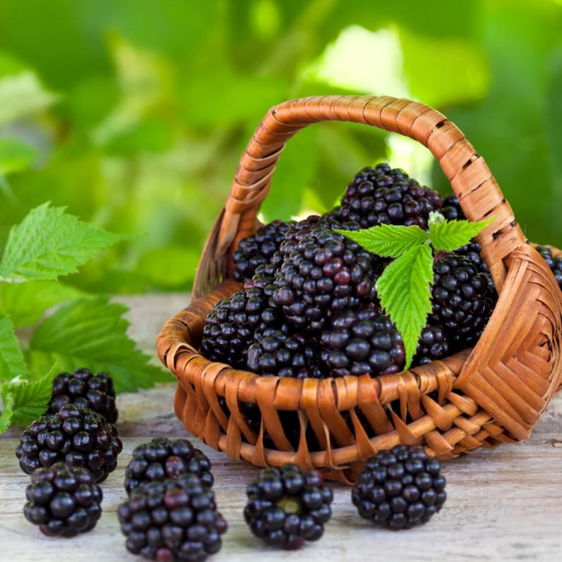 K&ouml;nnte beinhalten: Ein geflochtener Weidenkorb gef&uuml;llt mit reifen Brombeeren, mit ein paar Beeren drumherum. Ein gr&uuml;nes Blatt liegt auf den Beeren. Der Hintergrund zeigt gr&uuml;nes Laub, was eine nat&uuml;rliche Umgebung suggeriert.