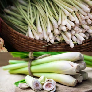 May include: Fresh lemongrass stalks, with green tops and white bases, are displayed in a woven basket and tied together with twine. Sliced pieces reveal the inner spiral pattern. The image showcases the aromatic herb.