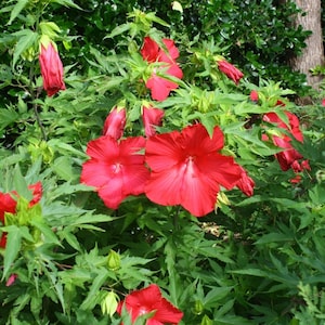 May include: A vibrant image of a hibiscus plant in full bloom. The plant features large, bright red flowers with prominent stamens, set against a backdrop of lush green foliage. Some flowers are open, while others are still in bud, showcasing the plant's growth cycle.