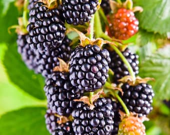 Könnte beinhalten: Nahaufnahme einer Traube reifer Brombeeren an einem grünen Stiel. Die Beeren sind tiefschwarz und glänzend, mit ein paar unreifen Beeren in Rot und Orange. Grüne Blätter bilden einen natürlichen Hintergrund.