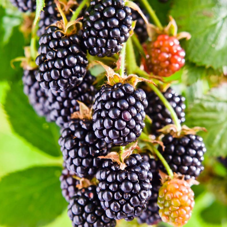 May include: Close-up of a cluster of ripe blackberries on a green stem. The berries are a deep, shiny black, with a few unripe berries in shades of red and orange. Green leaves provide a natural backdrop.