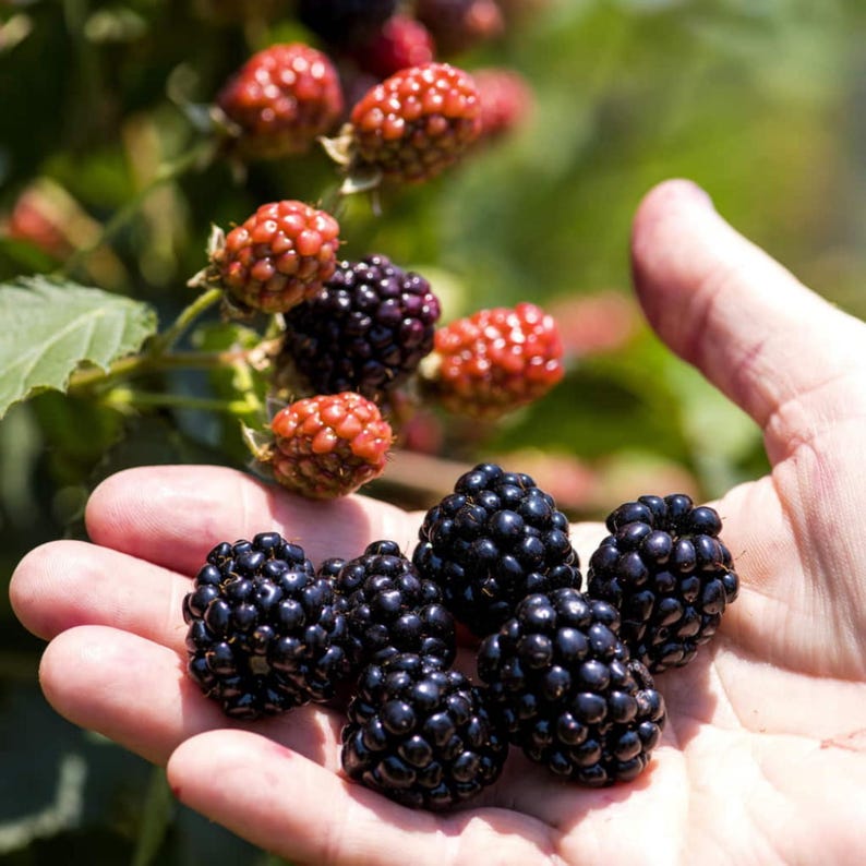 Peut inclure: Gros plan sur une main tenant une poign&eacute;e de m&ucirc;res noires et m&ucirc;res. En arri&egrave;re-plan, des m&ucirc;res rouges et violettes sont encore sur la plante. Les m&ucirc;res sont brillantes et de couleur noire.
