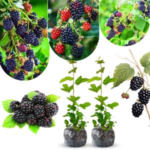 May include: An assortment of blackberries in various stages of ripeness, from red to deep purple, displayed on green leafy branches. The image also shows two young blackberry plants in black plastic pots, ready for planting.