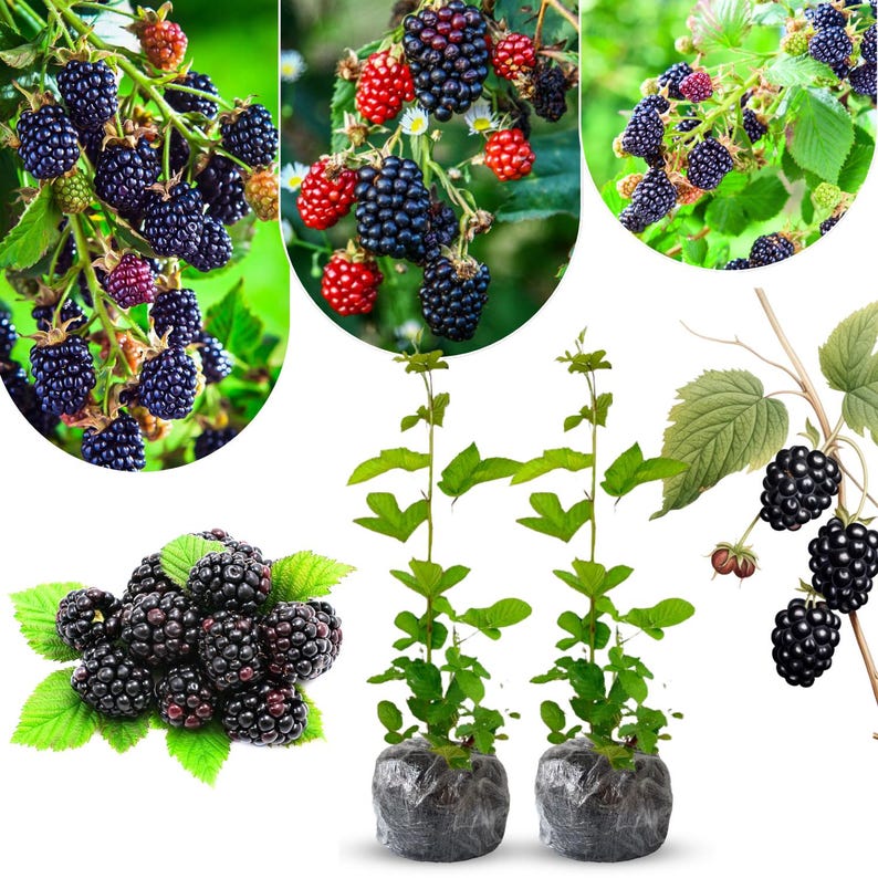 May include: An assortment of blackberries in various stages of ripeness, from red to deep purple, displayed on green leafy branches. The image also shows two young blackberry plants in black plastic pots, ready for planting.