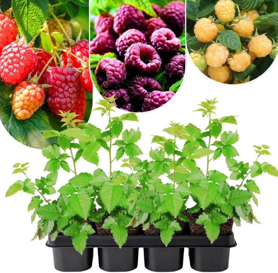 Half Raspberry Plant 2 Mixed Raspberry Plants Live, Sweet Raspberry Bush, 4-8