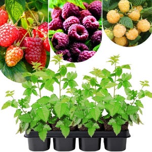 May include: An image showcasing three varieties of raspberries: red, purple, and yellow. The red and yellow raspberries are shown on the vine, while the purple ones are clustered together. Below, a tray of young raspberry plants with green leaves is visible.