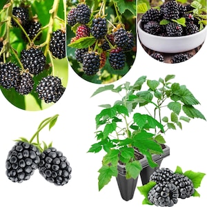 May include: A collage of images showcasing blackberries. Some images display ripe, dark purple blackberries on the vine, while others show the berries in a white bowl and close-ups of the fruit. Green leaves are also visible.