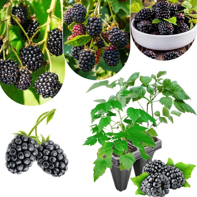 May include: A collage of images showcasing blackberries. Some images display ripe, dark purple blackberries on the vine, while others show the berries in a white bowl and close-ups of the fruit. Green leaves are also visible.