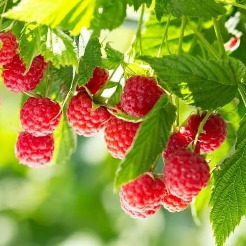2 Caroline Raspberry Plants Live, Sweet Red Raspberry Bush, 4-8