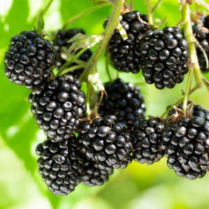 K&ouml;nnte beinhalten: Nahaufnahme einer Traube reifer Brombeeren. Die Beeren sind tiefschwarz und gl&auml;nzend und an gr&uuml;nen Stielen mit kleinen Bl&auml;ttern befestigt. Der Hintergrund ist ein weiches, verschwommenes Gr&uuml;n.