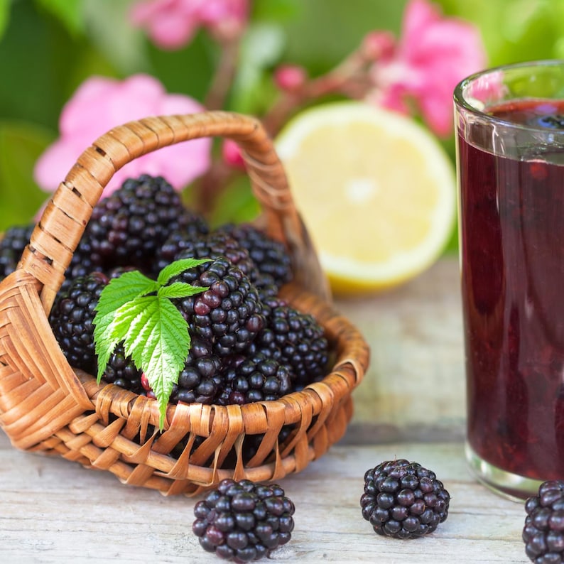 Peut inclure: Un panier en osier rempli de m&ucirc;res fra&icirc;ches, un verre de jus violet fonc&eacute; et une moiti&eacute; de citron. Les m&ucirc;res sont d'un violet profond, et une feuille verte est pos&eacute;e sur les baies dans le panier. Le jus est dans un verre clair.
