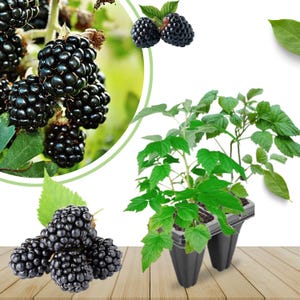 K&ouml;nnte beinhalten: Das Bild zeigt reife Brombeeren und Brombeerpflanzen. Die Brombeeren sind tiefschwarz und gl&auml;nzend, und die Pflanzen haben leuchtend gr&uuml;ne Bl&auml;tter. Das Bild ist eine Nahaufnahme, die die Details der Fr&uuml;chte und des Laubes zeigt.