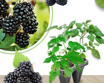 May include: Image features ripe blackberries and blackberry plants. The blackberries are a deep, glossy black, and the plants have vibrant green leaves. The image is a close-up, showcasing the detail of the fruit and foliage.