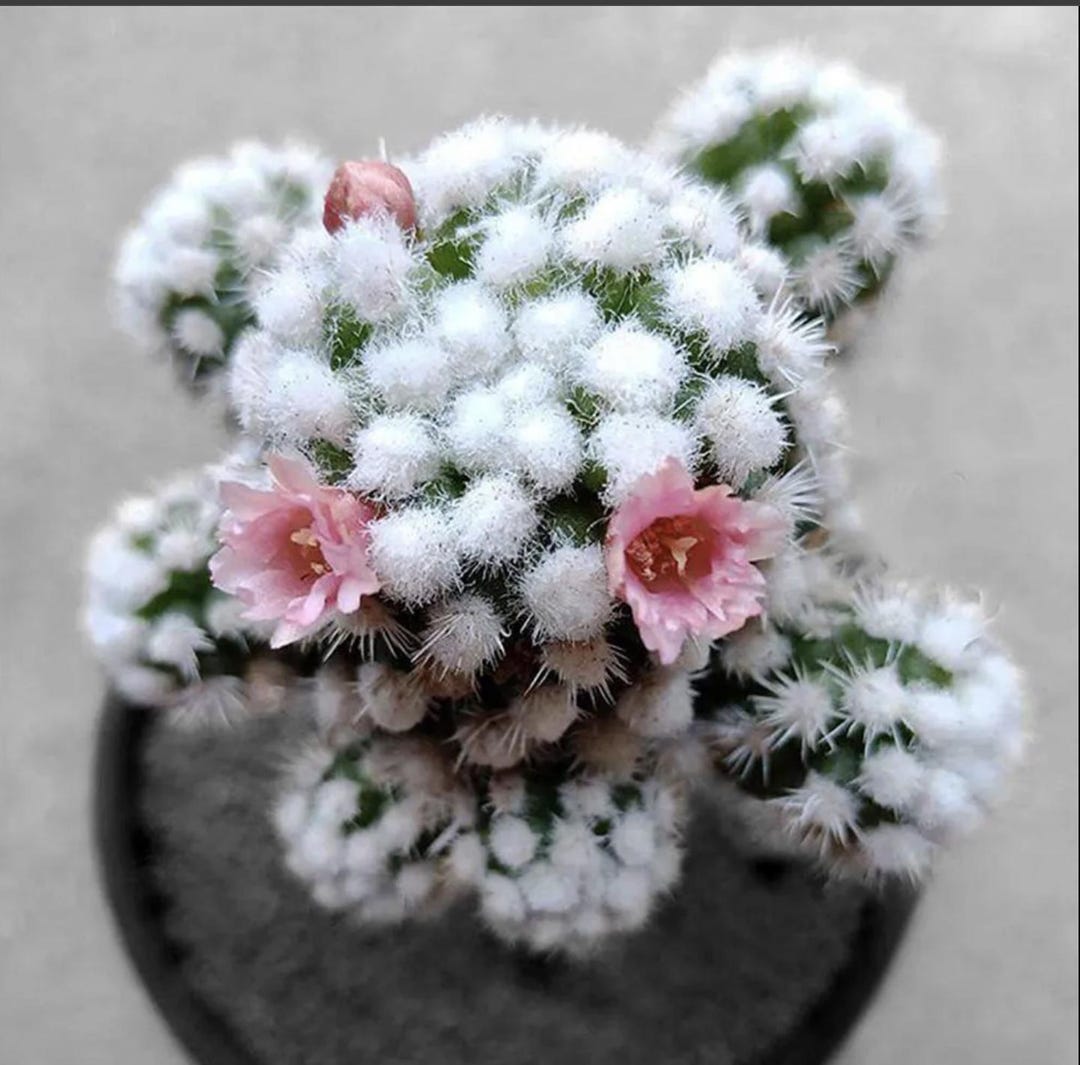 Mammillaria Gracilis 'arizona Snowcap' - Cactus Variegated Plant - Etsy