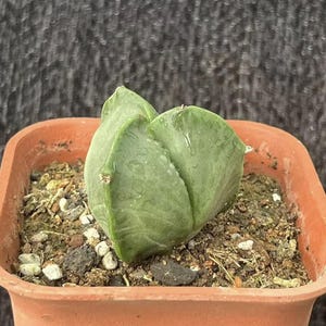 Może przedstawiać: Mała, zielona roślina sukulentowa z grubymi, zaokrąglonymi liśćmi, umieszczona w kwadratowej, terakotowej doniczce. Roślina ma unikalny, złożony kształt i znajduje się w podłożu z ziemi i małych kamyków. Tło to ciemna, teksturowana tkanina.