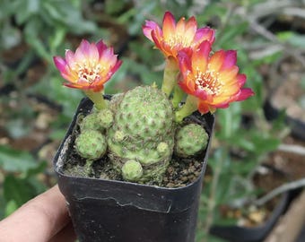 Sulcorebutia callecallensis, Unterhaltssukkulente | Kaktus Sukkulente