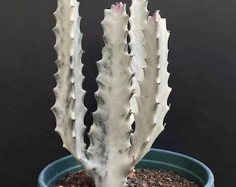 Euphorbia lactea 'White Ghost' Planta viva - Califica suculenta