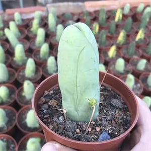 Peut inclure: Un cactus vert clair dans un petit pot marron. Le cactus a une forme allongée unique avec quelques épines visibles. D'autres cactus similaires sont visibles en arrière-plan, tous dans des pots individuels. Le sol est brun foncé.