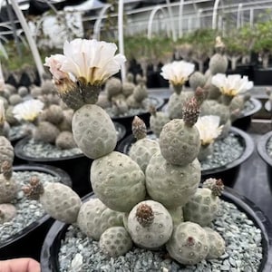 Cactus Tephrocactus geometricus - Planta abigarrada de cactus