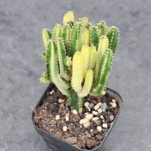 Cactus Castillo de Hadas Abigarrado - Suculenta de Interior de Bajo Mantenimiento