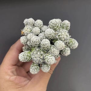 Może przedstawiać: Zestaw trzech ceramicznych kubków z nakrapianym, matowym wykończeniem. Kubki są w odcieniach kremu, jasnoszarym i ciemnoszarym. Każdy kubek ma prosty, minimalistyczny design, idealny do kawy lub herbaty.