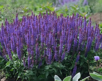 30 semillas de salvia púrpura de pradera / Salvia nemorosa (flor perenne)