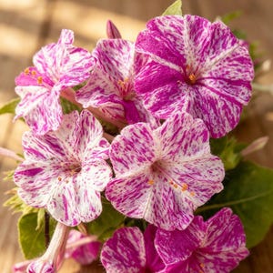 10 Doftande Fyra-Klockan-Blom | Sommar-Ettårig