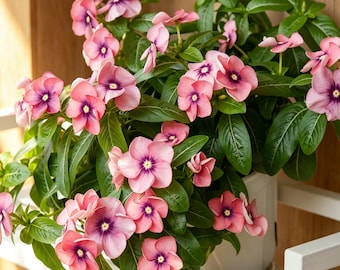 20 semillas de vinca rosa de Madagascar / Vinca Rosea Bloom / Anual de verano