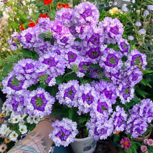 Puede incluir: Primer plano de un grupo de flores de verbena moradas y blancas en plena floración. Las flores tienen un centro morado vibrante con bordes blancos, creando un contraste llamativo. La planta está en una maceta blanca, rodeada de hojas verdes y otras flores coloridas.