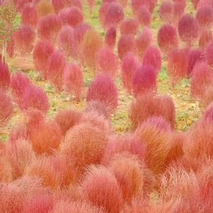 Pode incluir: Um campo de plantas vibrantes, rosa-avermelhadas, com uma aparência arredondada e arbustiva. As plantas são densamente compactadas, criando uma paisagem texturizada. O solo é uma mistura de castanho e verde, proporcionando um fundo natural.