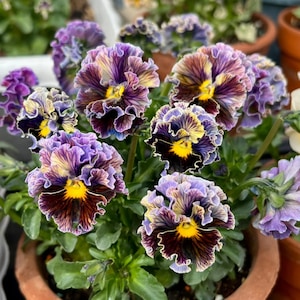 May include: A close-up of a terracotta pot filled with vibrant pansies. The flowers display a mix of colors, including deep purple, yellow, and brown, with ruffled edges. The petals have a velvety texture, and the blooms are in full display.