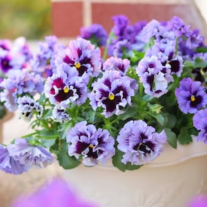 May include: A close-up of a white planter overflowing with vibrant pansies. The pansies feature ruffled, light purple petals with deep purple centers and yellow accents. The flowers are in full bloom, creating a lush, colorful display.
