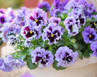 25 semillas de violetas Frizzle Sizzle Purple Penssy / Picotee Velvet Flower / Flores de temporada fría