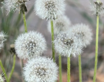 15 graines de pissenlit géantes | Taraxacum Kok-saghyz Large Duveteux