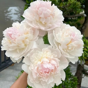 15 semi di peonia rosa cipria / Fiore doppio bianco-rosa / Fioritura primaverile
