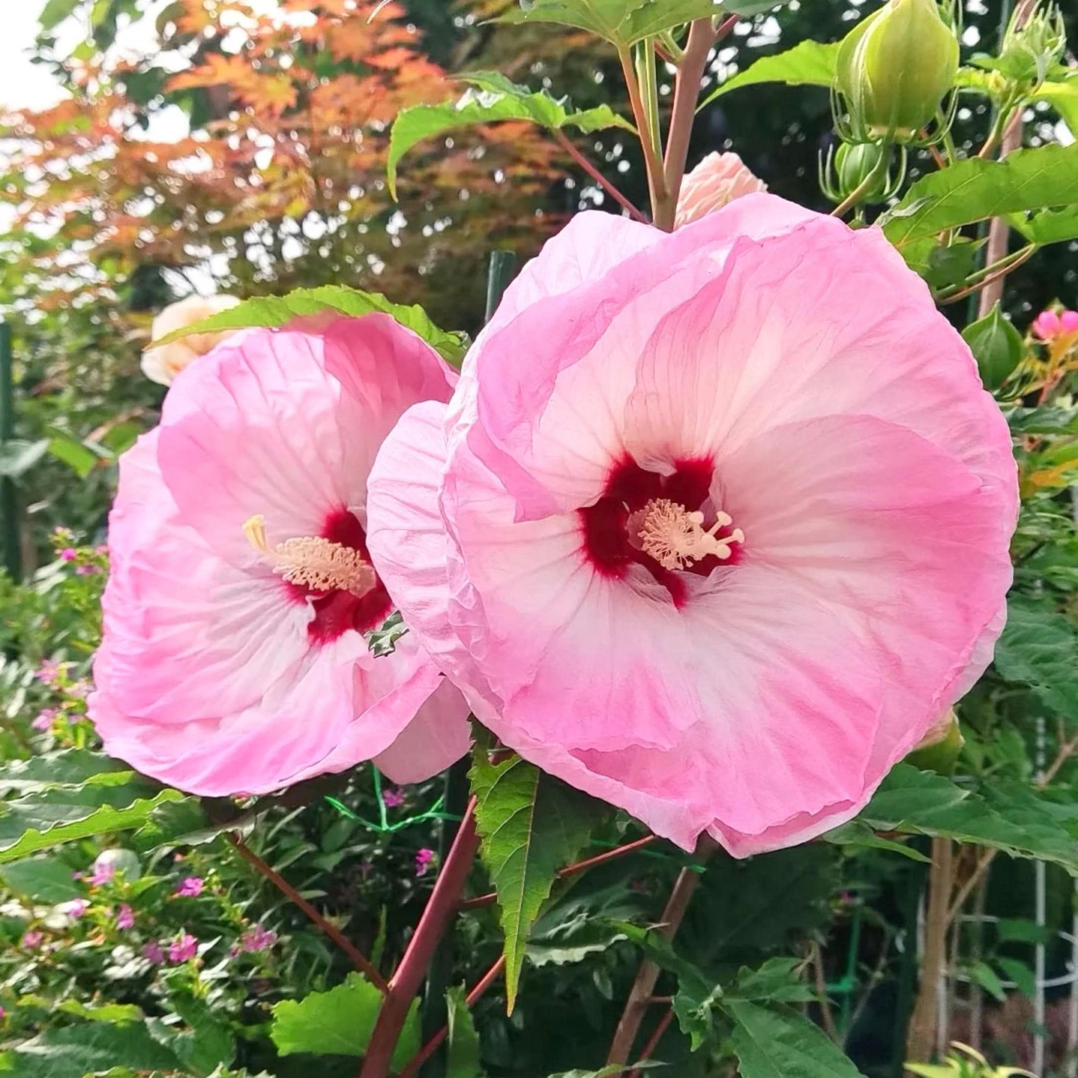 Blue hibiscus seeds - Etsy 日本