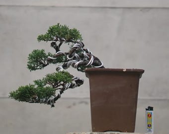 Bonsai Juniperus Chinensis Żywe drzewo, prawdziwe zdjęcie