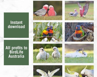 Pakiet 8 zdjęć Aussie Birds (obejmuje kakadu, kakadu małą, lorysę tęczową i kakadu żółtoczubą)