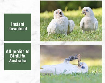 Zestaw 2 zdjęć Little Corella