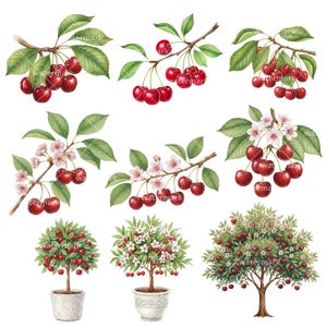 May include: Watercolor illustration of cherries on branches with green leaves and white blossoms. The image includes clusters of ripe, red cherries, some with stems, and small potted cherry trees. The style is botanical and artistic.