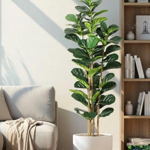 May include: A tall, leafy green Fiddle Leaf Fig plant in a white pot. The plant has large, dark green leaves and a light brown trunk. The pot is round and sits on a light-colored floor. The plant is in a well-lit room with a couch and bookshelf.