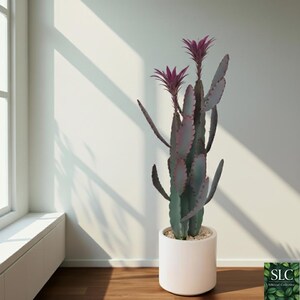 Puede incluir: Un cactus alto en maceta, con flores moradas y tallos verdes y morados. Está en una maceta blanca cilíndrica sobre un suelo de madera. El fondo es una pared blanca con luz solar.