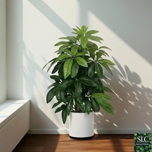 Puede incluir: Una exuberante planta verde con hojas grandes y brillantes en una maceta cilíndrica blanca. La planta está situada en una esquina bien iluminada, con la luz del sol proyectando sombras en la pared. La maceta está sobre un suelo de madera.
