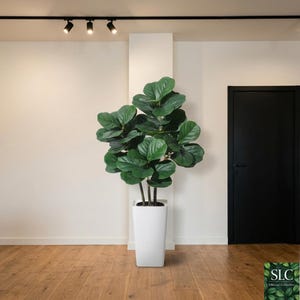 Puede incluir: Una gran higuera de hoja de violín artificial en una maceta cuadrada blanca. El árbol tiene hojas grandes y verdes y se coloca frente a una pared blanca y una puerta negra. El suelo es de madera.