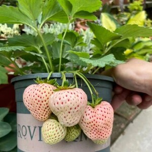 May include: A potted strawberry plant with large, pale pink strawberries. The strawberries have red seeds and green tops. The plant has large green leaves and is in a dark green pot. The pot has the word "ROVI" on it.