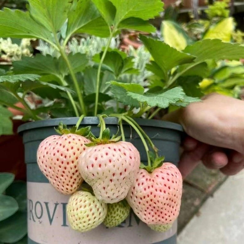 May include: A potted strawberry plant with large, pale pink strawberries. The strawberries have red seeds and green tops. The plant has large green leaves and is in a dark green pot. The pot has the word "ROVI" on it.